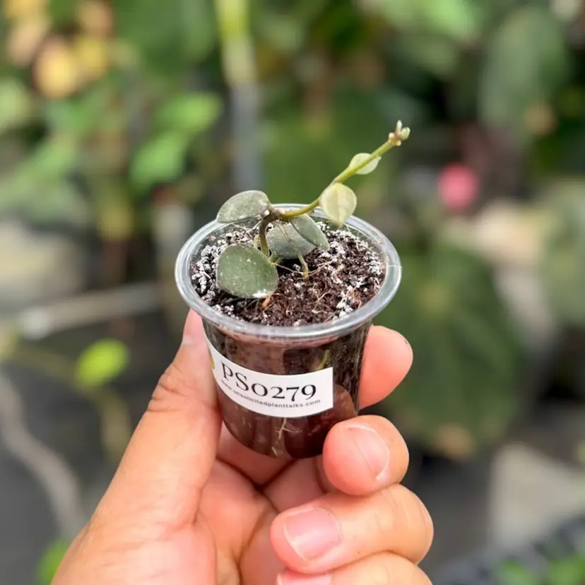 PS0279 - Hoya boycei