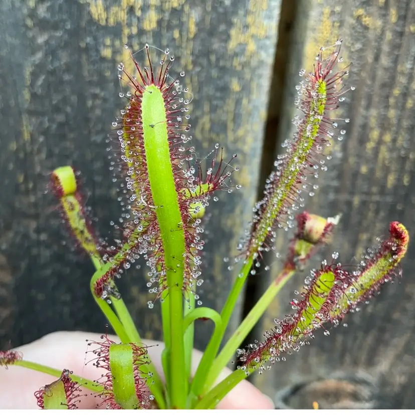 SEEDS- Drosera capensis