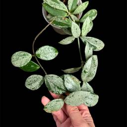 Wilbur Grave Russia x unk bottom 3 nodes