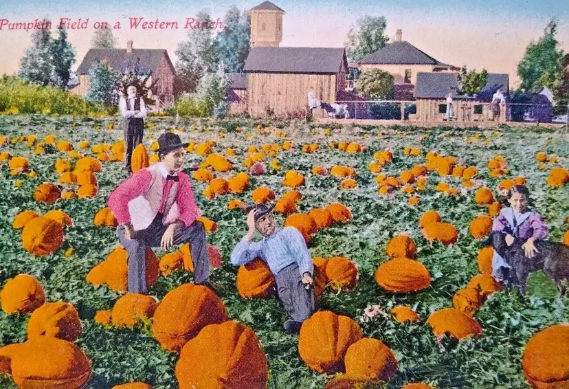 Halloween Pumpkin Harvest Postcard Western Ranch Crops People Barn Field 1912