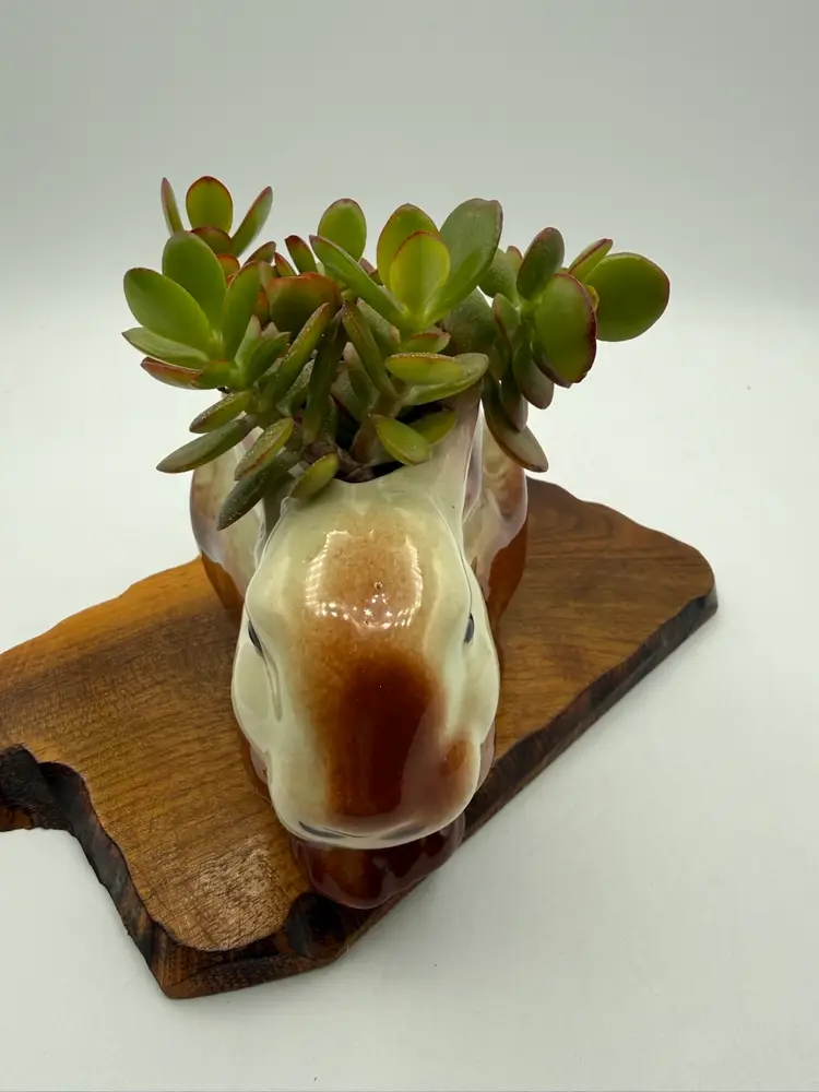 Brown Bunny Succulent Planter 6”