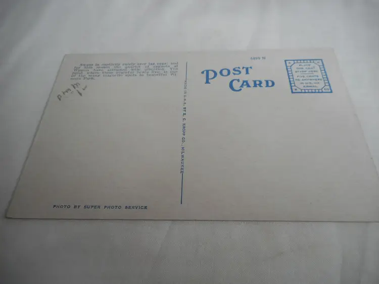 Vintage 1950s Postcard Swan Family Winona Lake IND Unposted