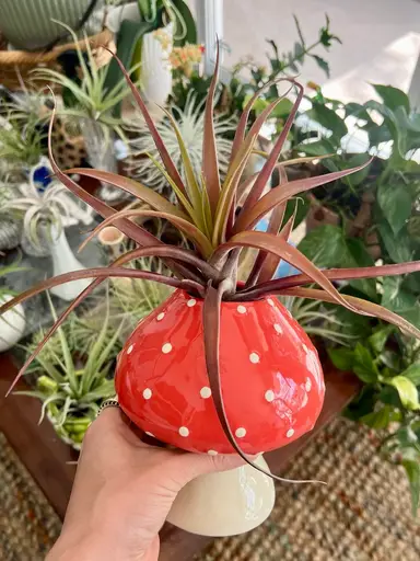 Air Plant Arrangements + Vintage Variety!!! ๐ฟ