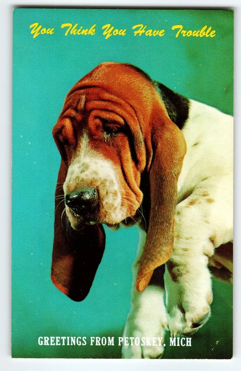 Basset Hound Dog Think You Have Trouble Postcard Greetings From Petoskey Mich