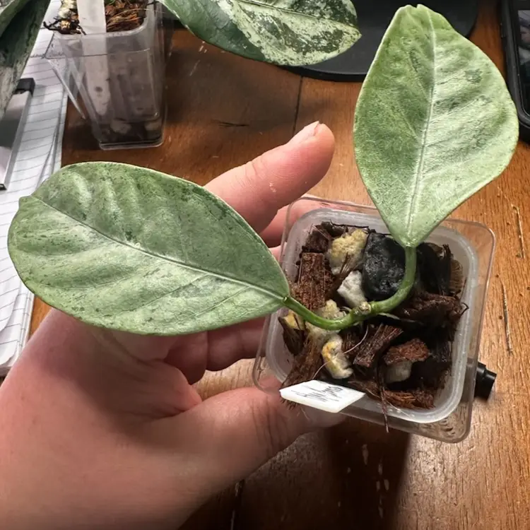Hoya Coriacea (silver)