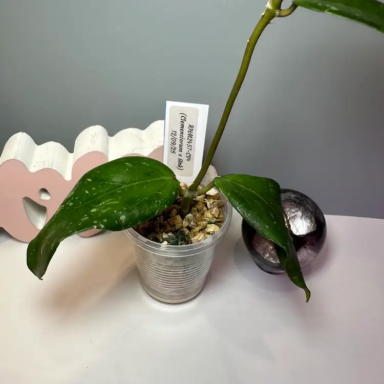 B15 RHM2457-CS04 (Clemensiorum x Unk)