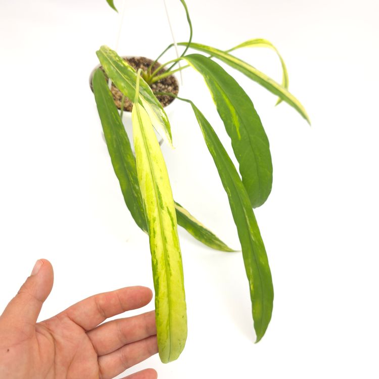 Anthurium vittarifolium variegated 4.5 inch hanging basket 215