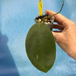 383 Hoya AH ‘Milo’