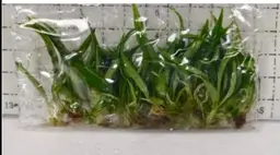 (50 Units) Philodendron Torum Tissue Cultures