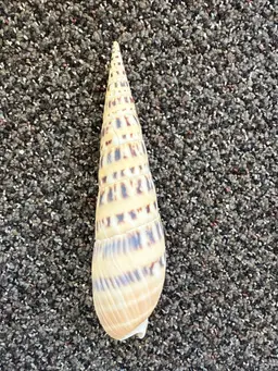 Marlin Spike Sea Shell Natural Large size