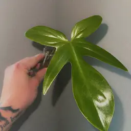 Florida Beauty Cutting B