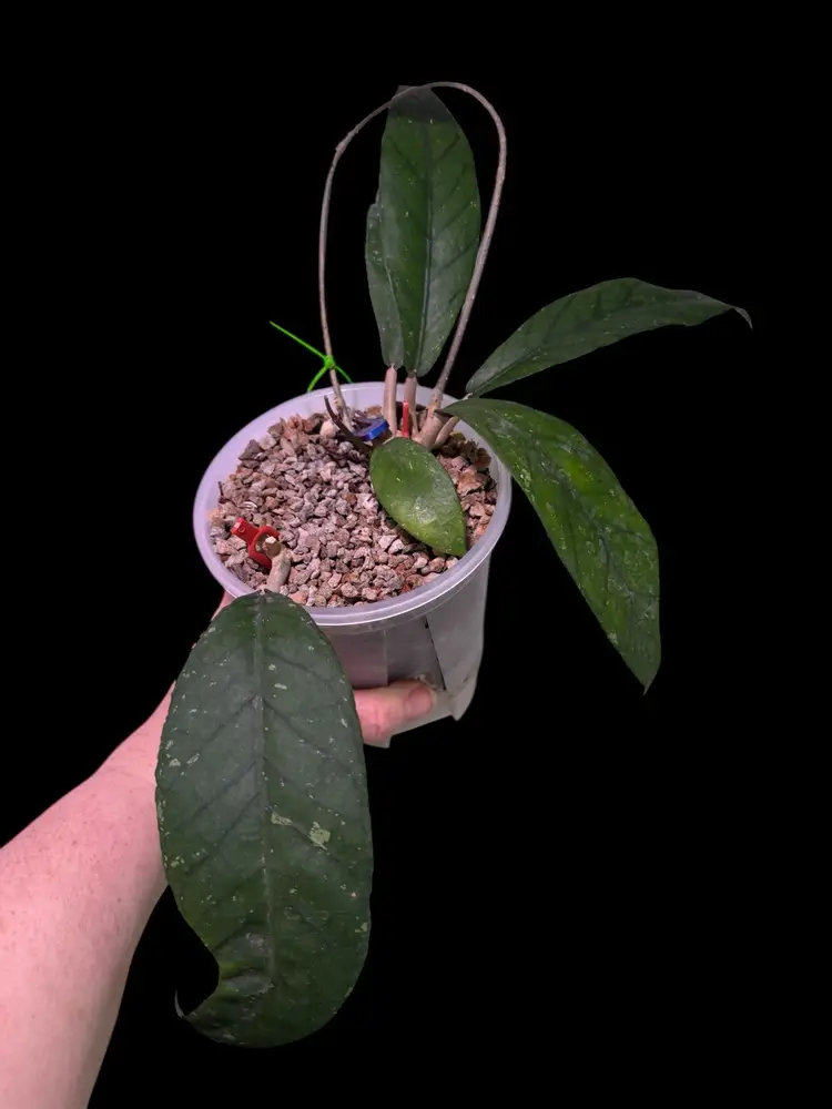 16-Hoya Sp Aceh Agusen, Big 5in Self Watering Pot, 2 Plants Rooted