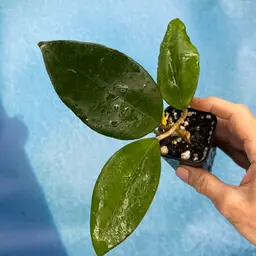 389 Hoya hanhaie x unk. (SMS)