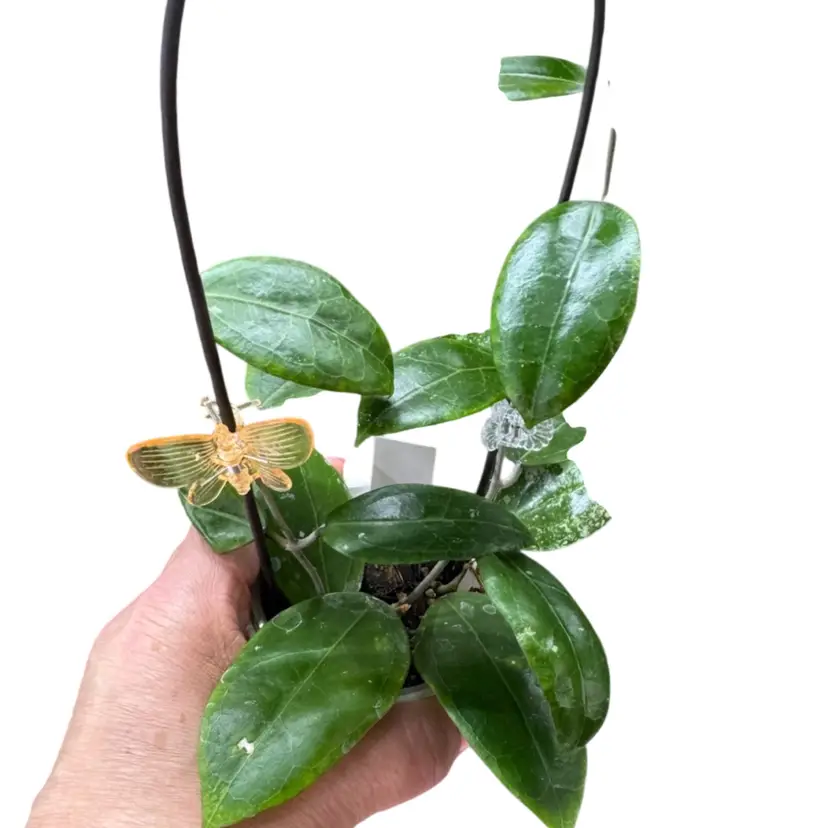 AH 1013 trellised in a self watering pot