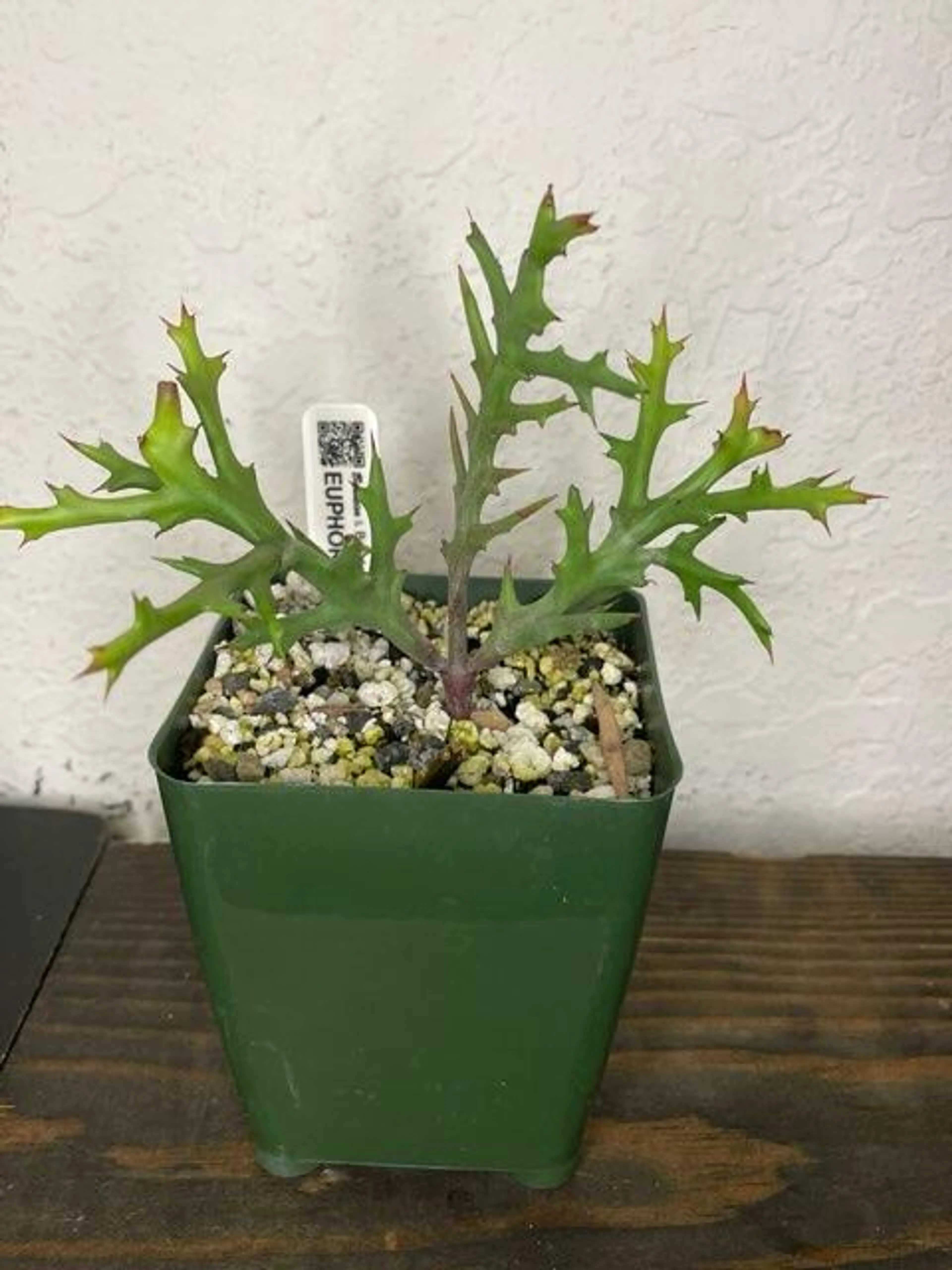 Image 2 of 6