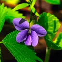 woodviolet
