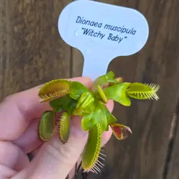 Dionaea muscipula "Witchy Baby"