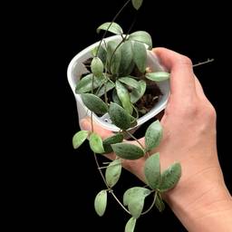 sp. Kalimantan mini coin silver