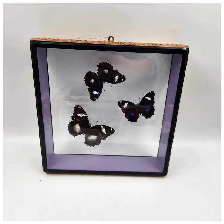 Taxidermy Framed Butterflies