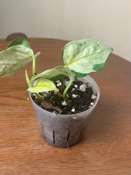Teruno Japanese Global Pothos