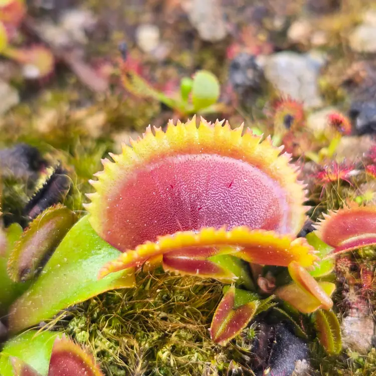 Surprise Grower's Choice Flytrap Cultivar!