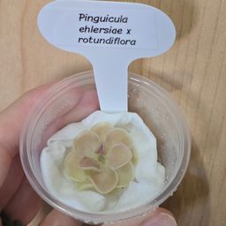Pinguicula ehlersiae x rotundiflora