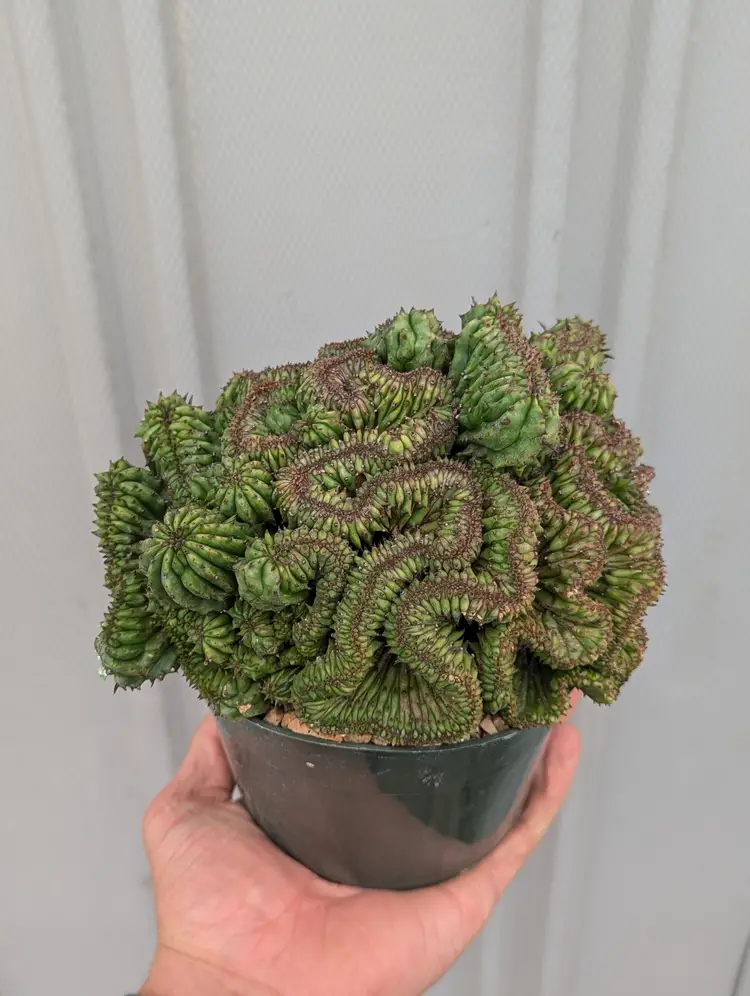 Euphorbia horrida noorsveldensis crest