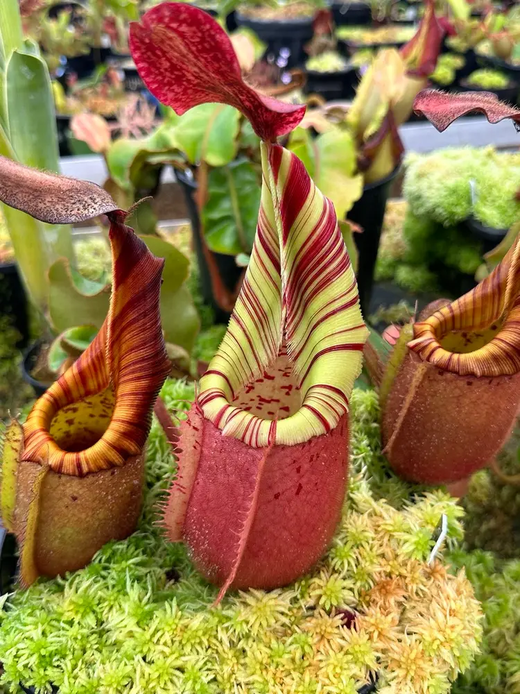 Plant Auction and Chat! 