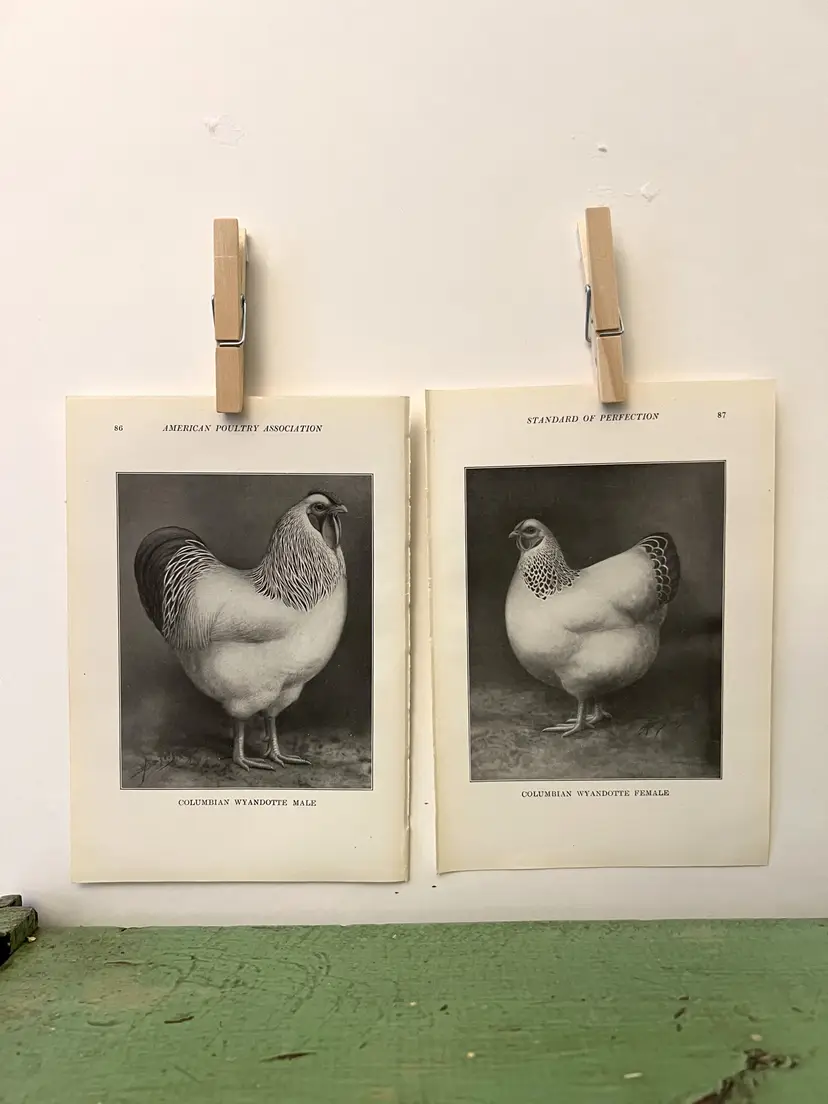 Vintage CHICKEN PRINTS Columbian Wyandotte Rooster & Hen. c1912. Farm House Ephemera