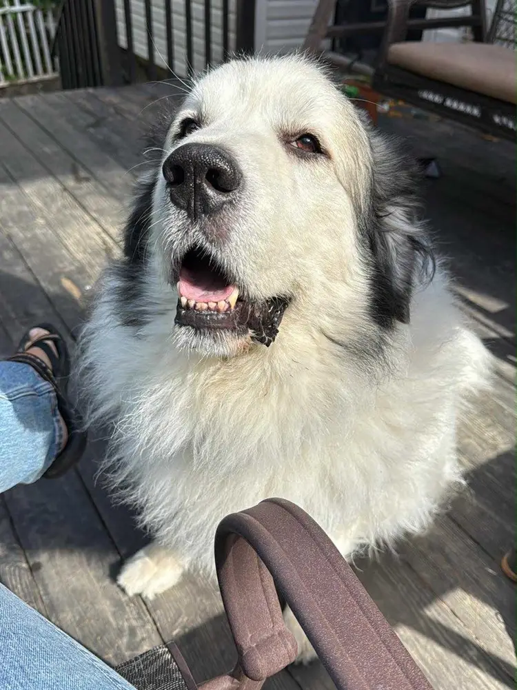 Goodwill Haul & Sale