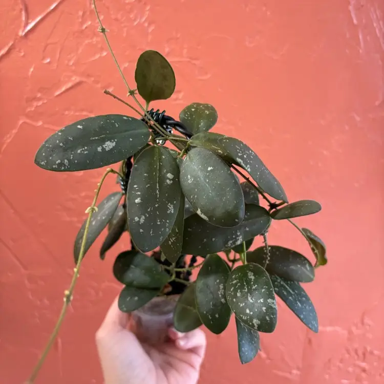 2032 Hoya sigillatis (round leaf)
