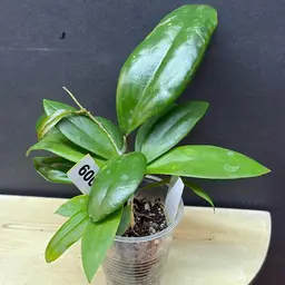 9 RHM 2570 Natta x unk