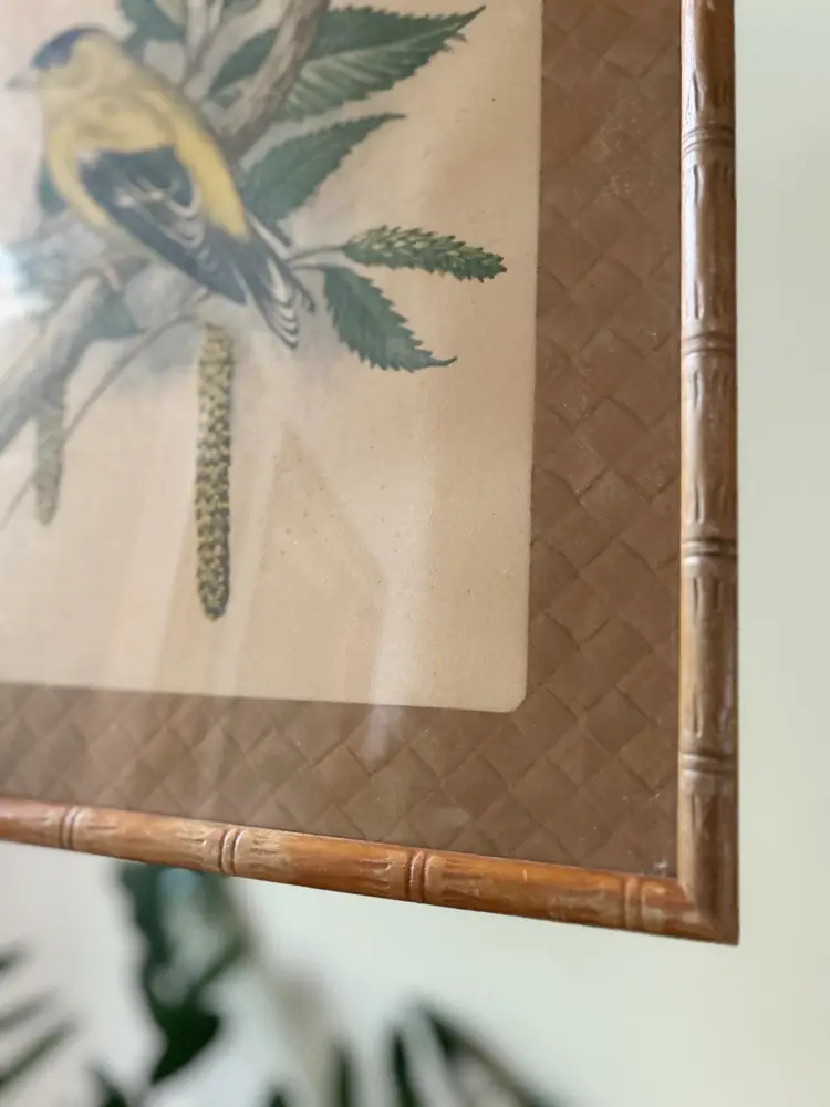 Vintage Yellow Finch Bird Print In Frame Wall Decor