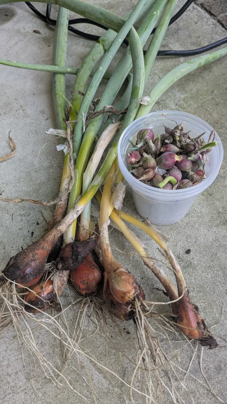 Egyptian Walking Onions Bulbs (6)