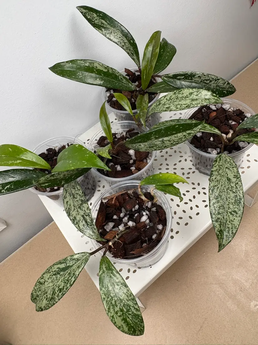 Hoya pubicalyx ‘Royal Hawaiian purple’ splash