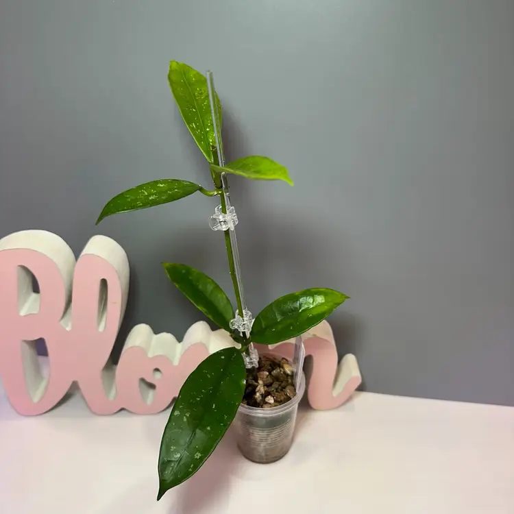 57 X-series Vietnam (Silver)