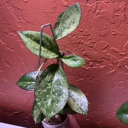 1179 Hoya patcharawalai 023 (splash)