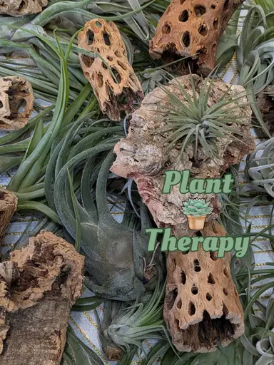Air Plants & Terrarium Plant Bundles