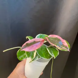 Outer varigated carnosa