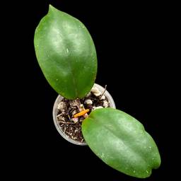 ‘Pillow Talk’ RHM24226-SPPOL