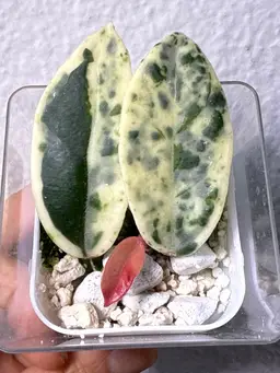 (RARE) Hoya Madara ‘Snow Angel’ Kunzo, Japan