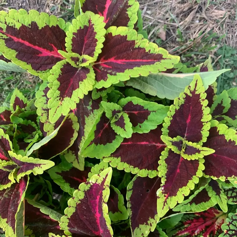 Coleus