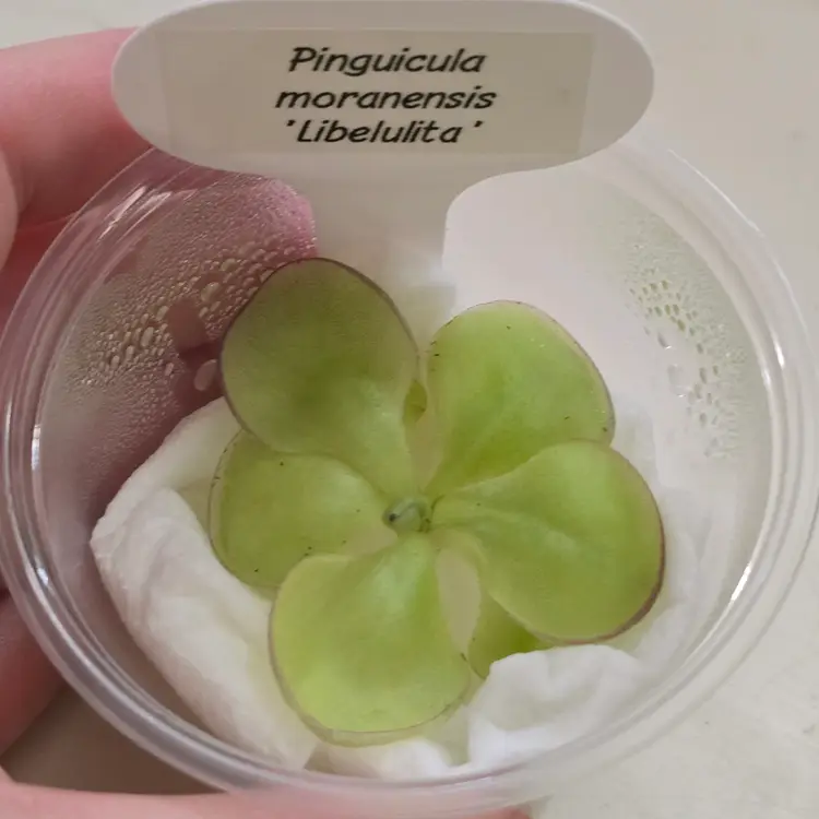 Pinguicula moranensis 'Libelulita'