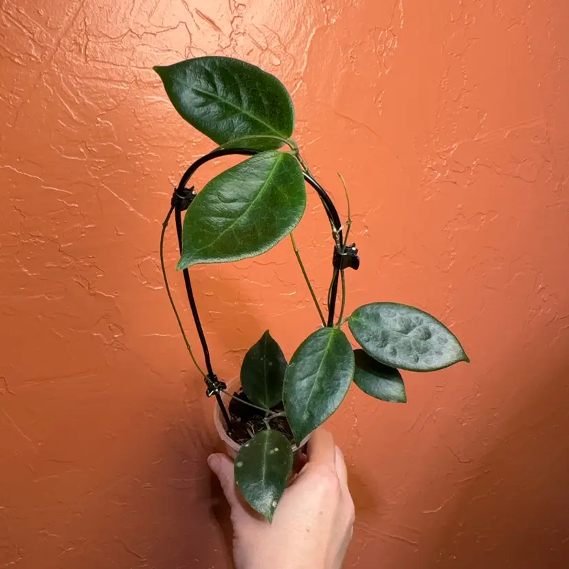 27 Hoya piestolepis