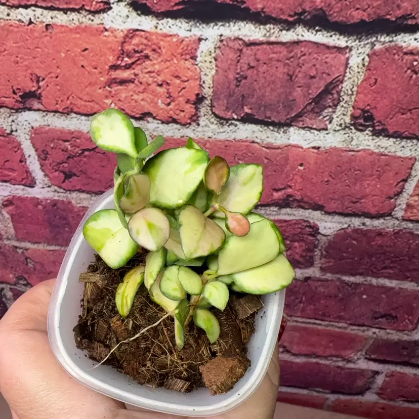 Hoya heuschkeliana variegata