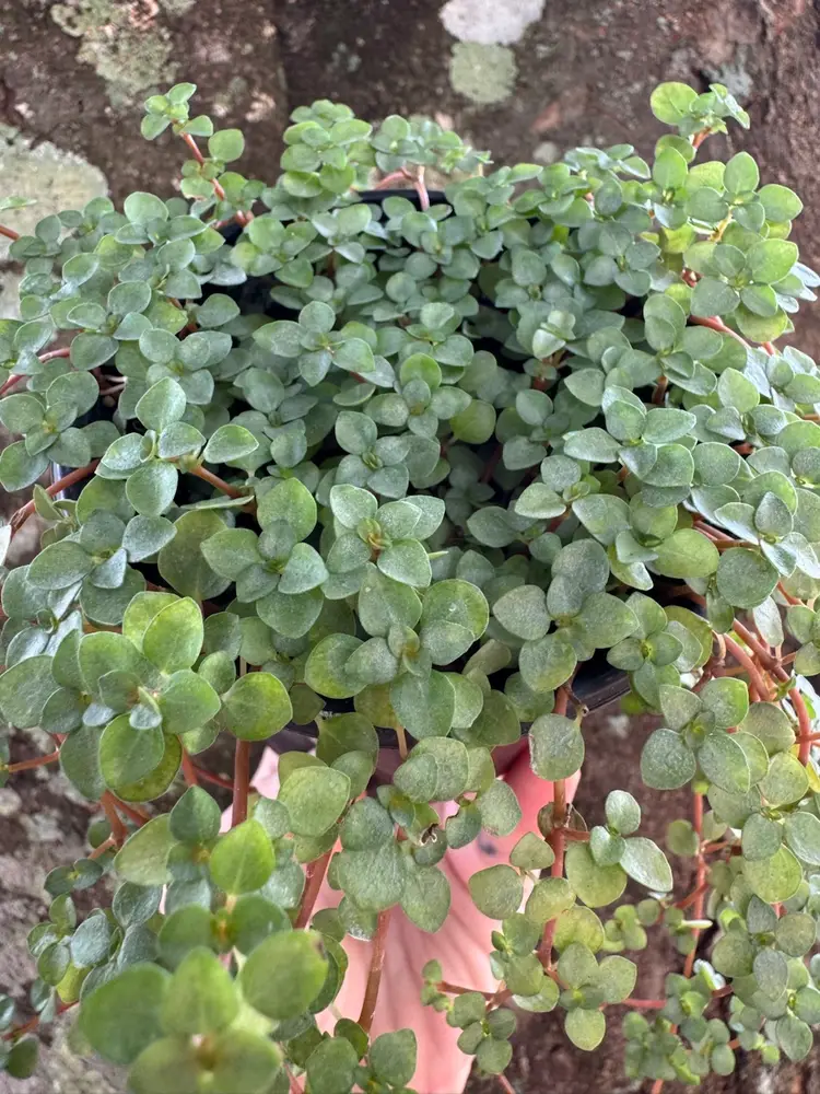 1214 | 4” Pilea Baby Tears