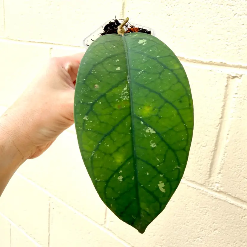 H meredithii sp aceh