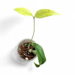 chloroleuca needs less light or nutrients