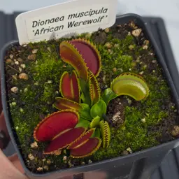 Dionaea muscipula 'African Werewolf'