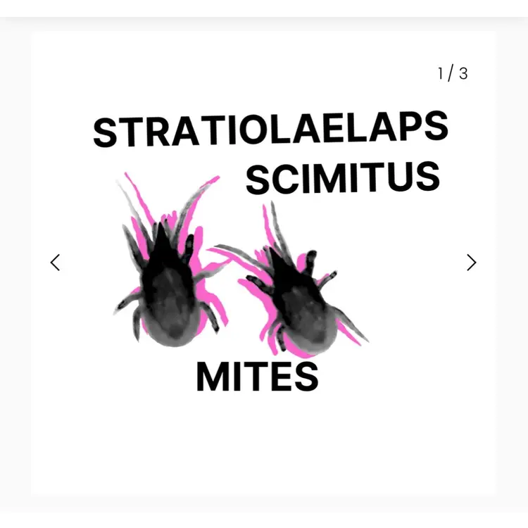 Stratiolaelaps Scimitus 25k Bottle